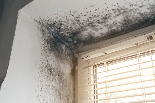 Affordable Mold Cleanup solutions in Hanover Park, IL